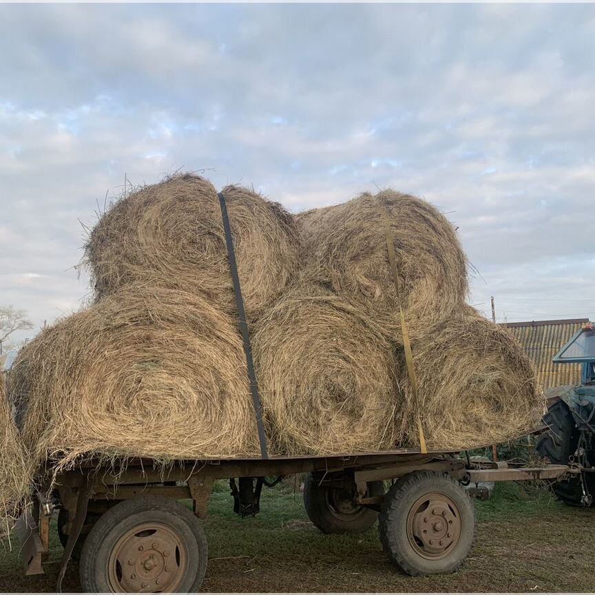 Сено в рулонах