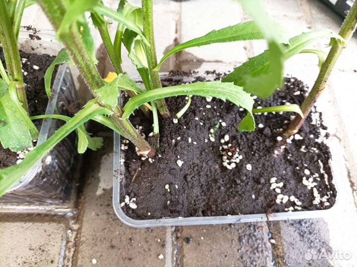 Ромашка махровая