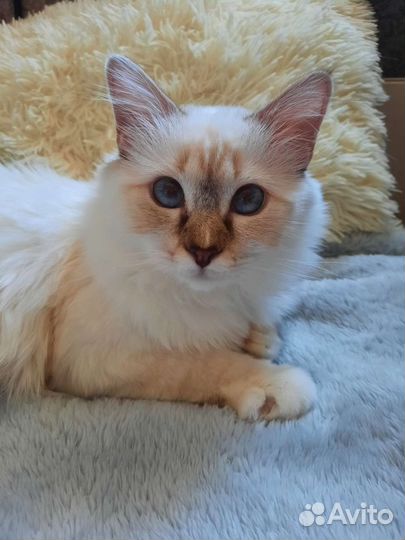 Котенок редкой породы