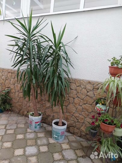 Пальма юкка