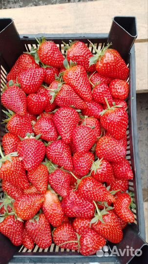 Клубника свежая ягода