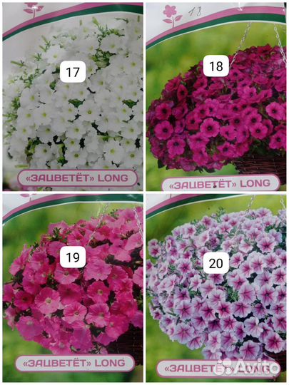 Петуния, виола ампельные