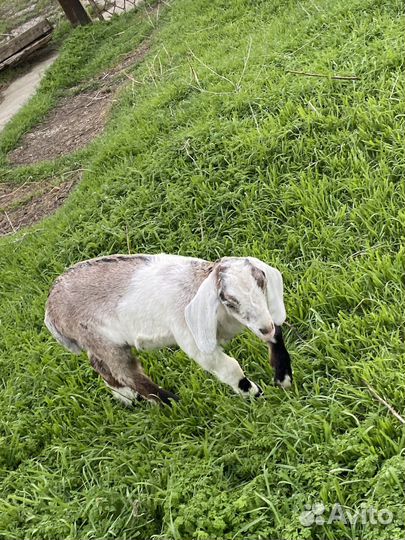 Англо нубийские козлята