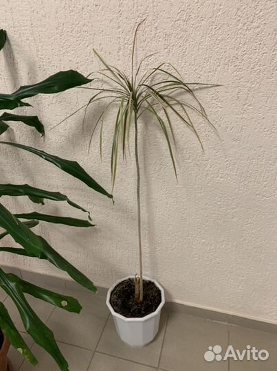 Пальма юкка