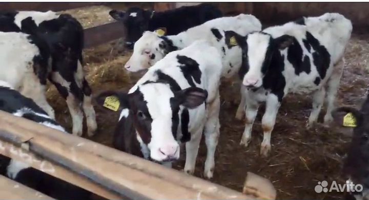 Бычки на откорм