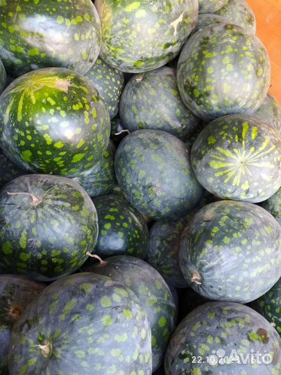 Арбуз холодок