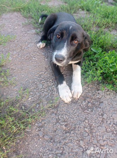 Собака в добрые руки щенок