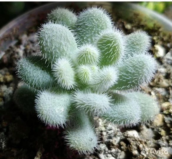 Седум хинтони