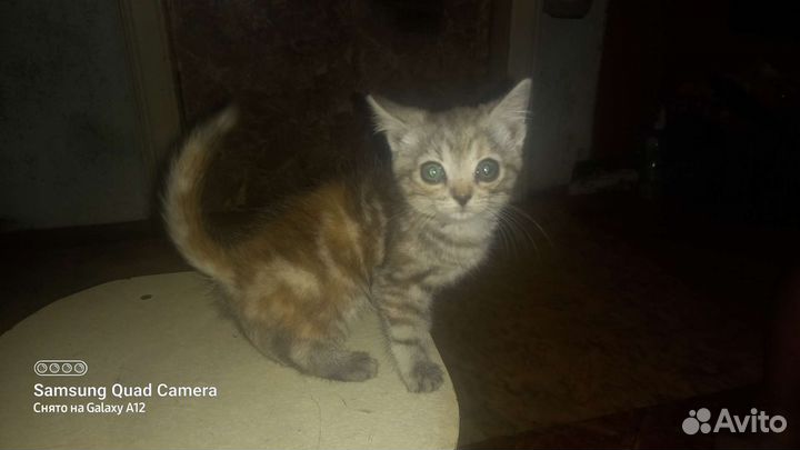 Котята помесь с британцем в добрые руки