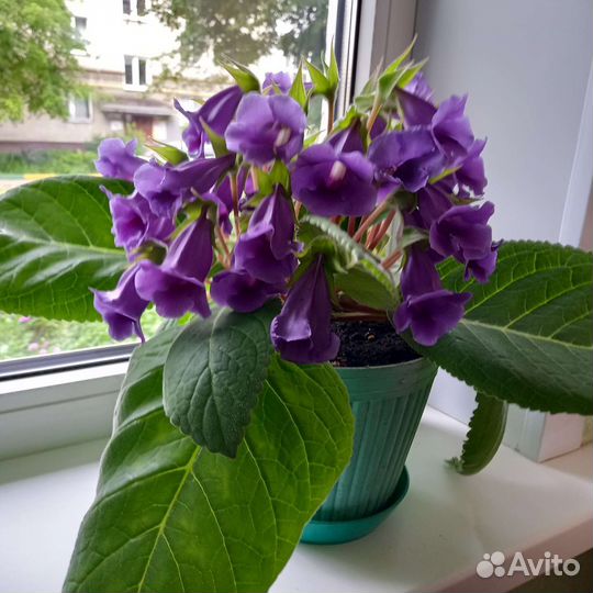 Глоксиния тидея