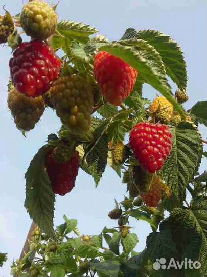 Саженцы ежевики, малины, смородины,крыжовника