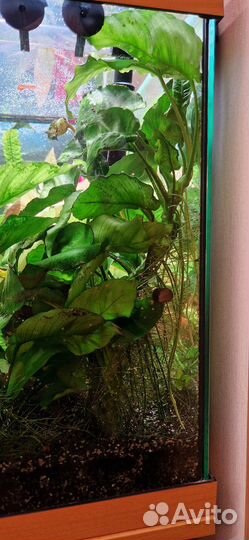 Анубиас. Большое растение, 40 см длинной