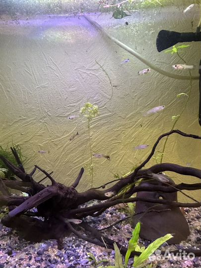 Аквариумные рыбки гуппи