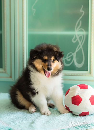 Колли длинношерстный щенки