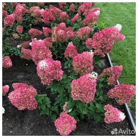 Гортензия Стробери Блоссом