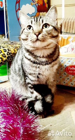 Котик Космос