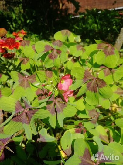 Кислица оксалис айрон крос