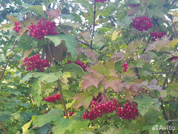 Урожай ягоды - Хмель, Калина, Рябина, Облепиха, Це
