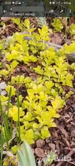 Продам цветы