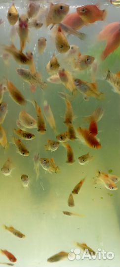 Аквариумные рыбки