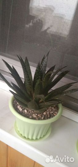 Суккуленты