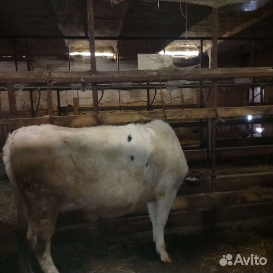Коровы 1 ый отел