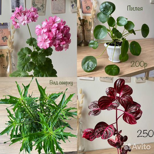 Комнатные цветы Ч2, аспарагус, пилея, панданус