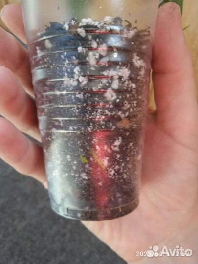 Аглаонема страйпс