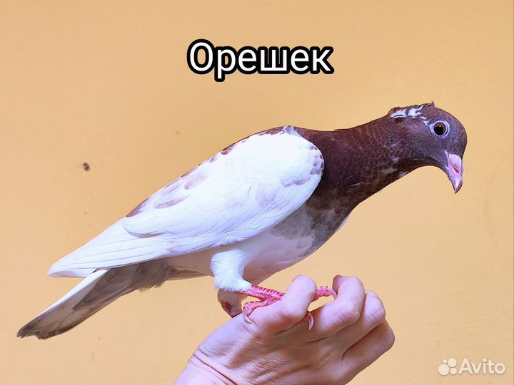 Голуби ручные комнатные