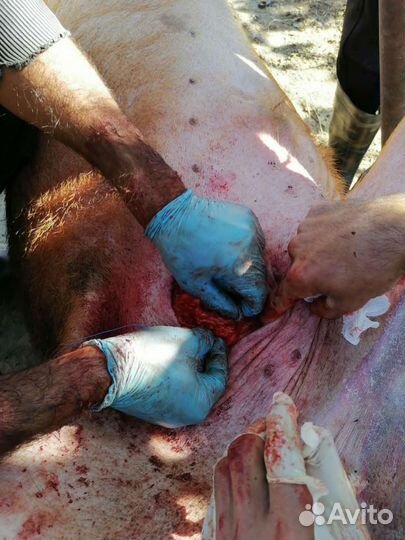 Кастрация,забой