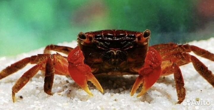 Краб аквариумный