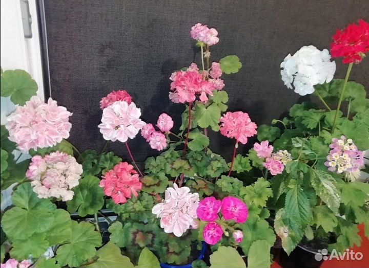 Сортовые Пеларгонии