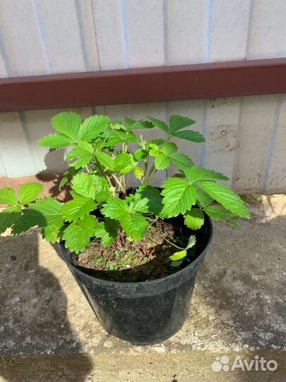 Земляника ремонтантная мелкая