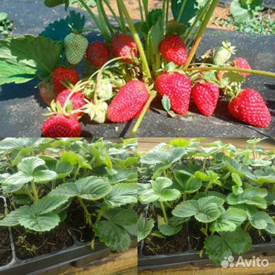 Клубника ремонтантная саженцы