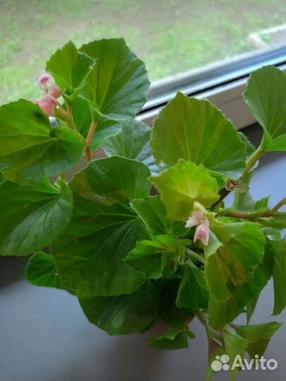 Бегония вечноцветущая