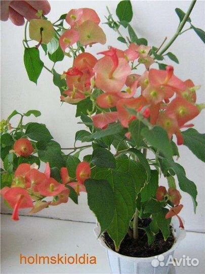 Руэллия,лантаны и др цветы