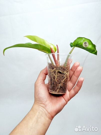 Филодендрон пинг тонг