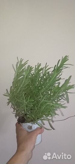 Лаванда саженцы