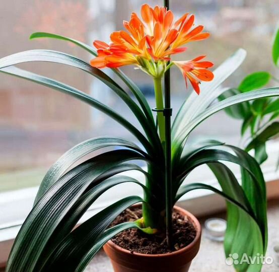 Кливия киноварная (C.miniata)