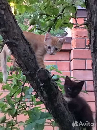 Котик и кошечка