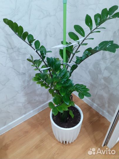 Замиокулькас