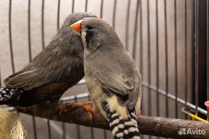 Зебровые амадины