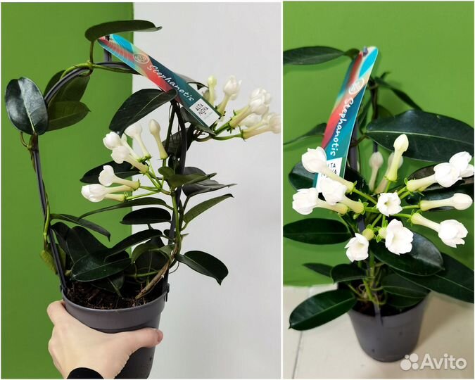Редкие комнатные цветы в ассортименте