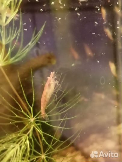 Аквариумные креветки