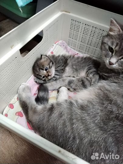 Отдам в добрые руки, котенка