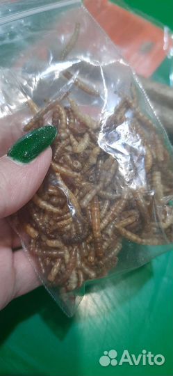 Клетка для джунгарского хомяка