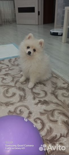 Померанский шпиц