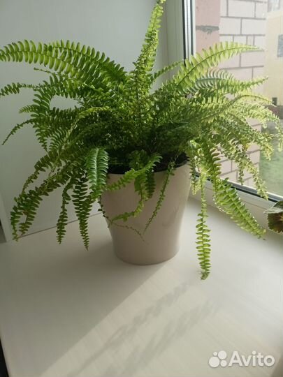 Папоротник нефролепис
