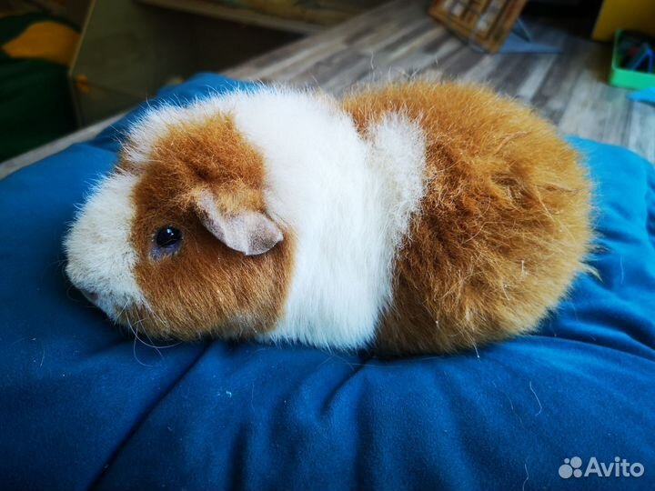 Морская свинка с клеткой бесплатно