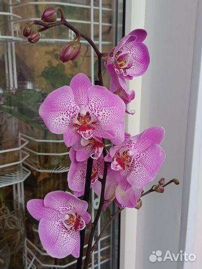 Орхидея фаленопсис Jillion